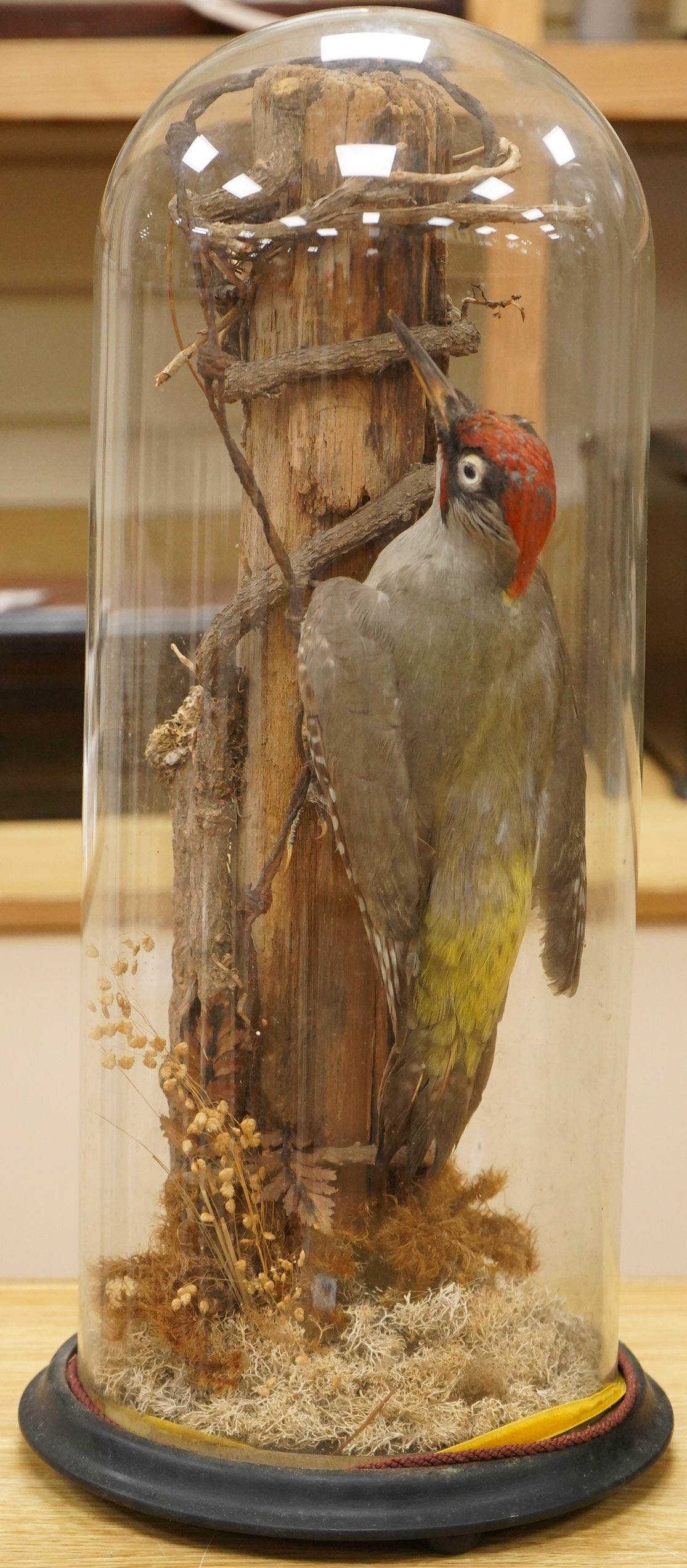A Victorian taxidermy green woodpecker, mounted on a vertical branch and contained within a glass dome with ebonised base, 48cm high